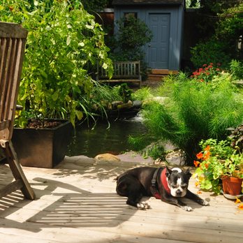 Clarke Koi Ponds - Poppy last year - General Contractors Near Me - Toronto, Ontario Clarke Koi Ponds - Poppy last year - General Contractors Near Me - Toronto, Ontario