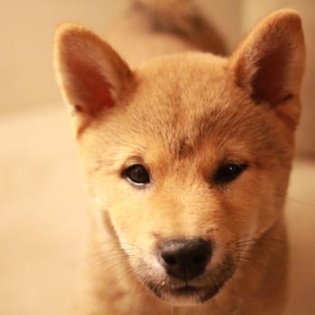 Morningstar River Shibas - Pet Services Near Me