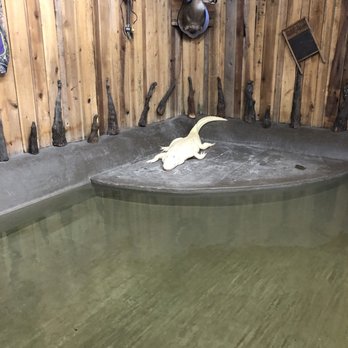 Airboat Adventures - Boat Tours Near Me - Lafitte, Louisiana