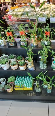 Seafood City Supermarket by null