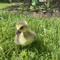 See how healthy and adorable the gosling was. Biggest mistake in my life.