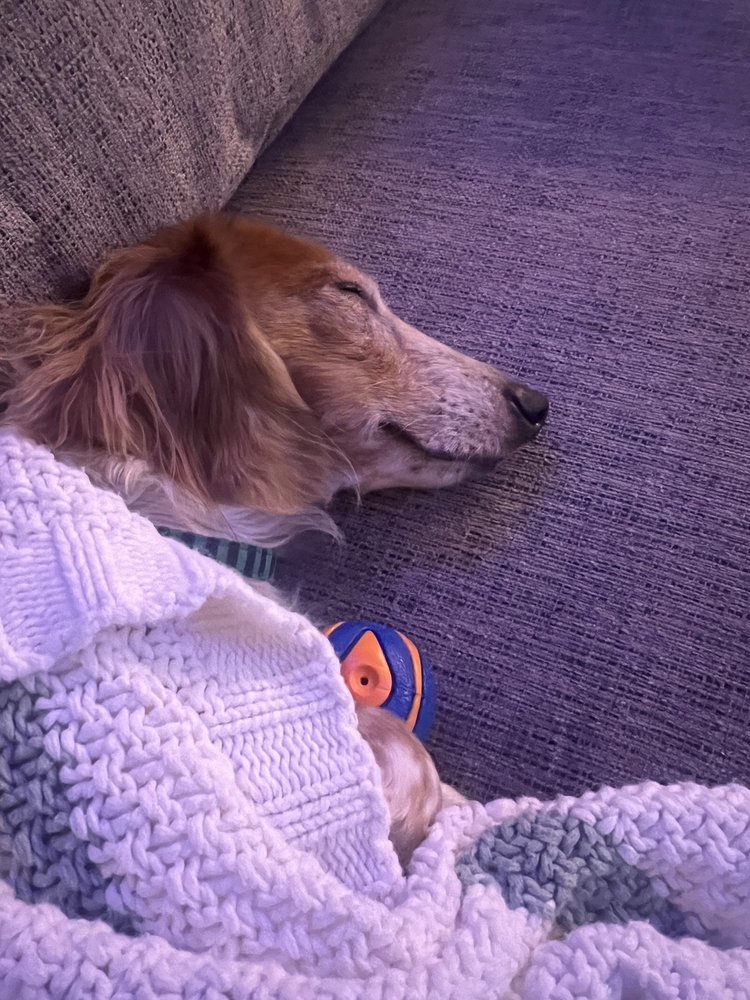 THE PET STOP VETERINARY CLINIC Updated June 2024 730 Main St, Elko New Market, Minnesota