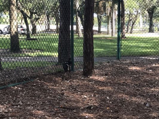 Woodville Dog Park