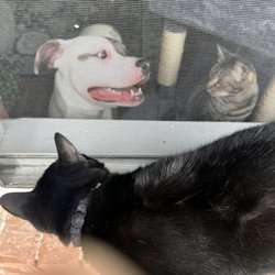 A Pet's Life