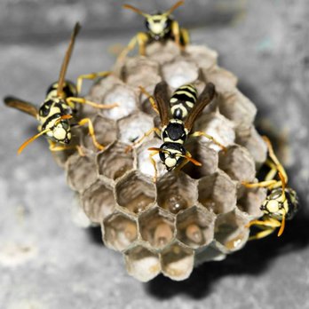 ASAP Bee Removal - We do wasps too. - Pest Control Near Me - Phoenix, Arizona