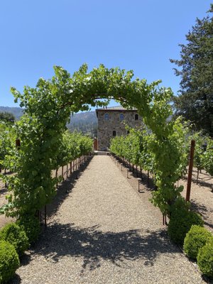Anomaly Vineyards by null