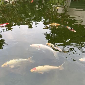 Hilo Hawaiian Hotel - Beautiful and peaceful koi pond - Hotels Near Me - Hilo, Hawaii Hilo Hawaiian Hotel - Beautiful and peaceful koi pond - Hotels Near Me - Hilo, Hawaii