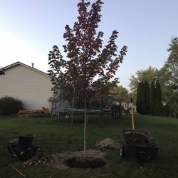 Maple Lake Tree Farm