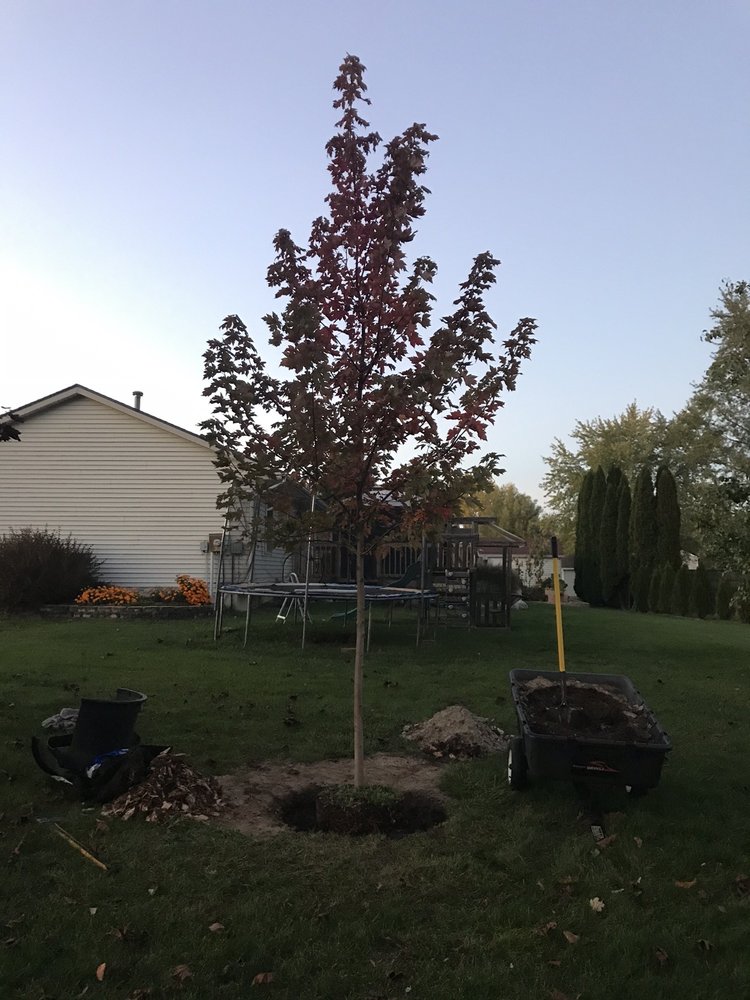 MAPLE LAKE TREE FARM Updated May 2024 5110 Chicago Dr, Hudsonville, Michigan Nurseries