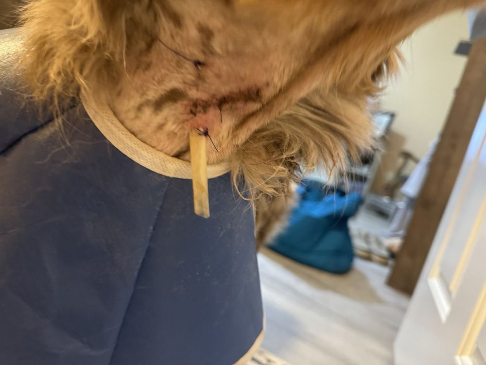 Gaston Low-Cost Spay/Neuter Clinic - social services organization in Gastonia, NC