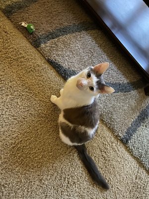 SPCA of Wake County by null