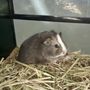 Photo of Bernies Pet Barn