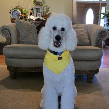 Clearance sunnyside grooming salon Free Shipping