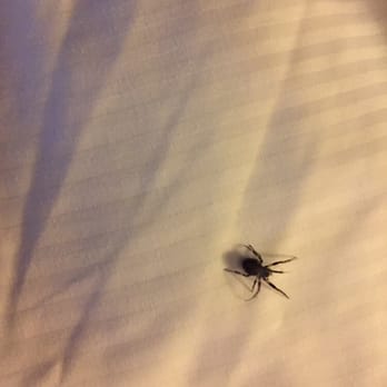 Hilton Toronto - Sleeping at the Hilton with my eight legged friends. Ugh. - Hotels Near Me - Toronto, Ontario Hilton Toronto - Sleeping at the Hilton with my eight legged friends. Ugh. - Hotels Near Me - Toronto, Ontario