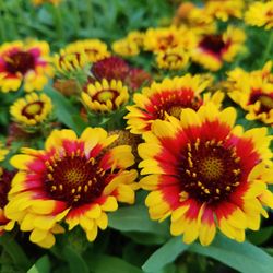 We are moving to summer hours...M-F 9a-6p, Sat 9a-4p, closed Sundays, and we will be closed on July 5. Still re-stocking!