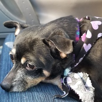 Lisa's Pet Grooming - Pet Groomers Near Me - Stockton, California Lisa's Pet Grooming - Pet Groomers Near Me - Stockton, California