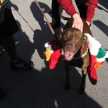 Ugly Sweater Run - Bailey the dog. - Festivals Near Me - Las Vegas, Nevada
