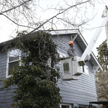 Woody Tree Service - Taking down an aspen - Tree Services Near Me Woody Tree Service - Taking down an aspen - Tree Services Near Me