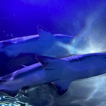 Ripley's Mirror Maze - Sharks - Aquariums Near Me - Myrtle Beach, South Carolina Ripley's Mirror Maze - Sharks - Aquariums Near Me - Myrtle Beach, South Carolina