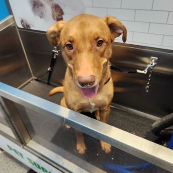 Pet Supplies Plus Las Vegas - Rainbow Blvd - Luna Dog self wash station - Pet Groomers Near Me - Las Vegas, Nevada