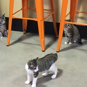 Orlando Cat Cafe - Adorable place with adorable cats! Totally worth the price! And it supports a good cause! Highly recommend it! - Animal Shelters Near Me - Clermont, Florida Orlando Cat Cafe - Adorable place with adorable cats! Totally worth the price! And it supports a good cause! Highly recommend it! - Animal Shelters Near Me - Clermont, Florida