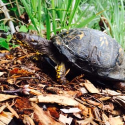 Clay Pit Ponds - Eastern Box Turtle (Terrapene carolina carolina)
