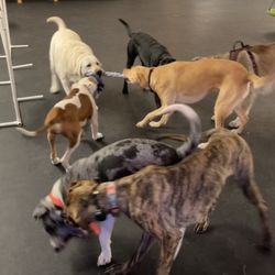 Playing tug of war