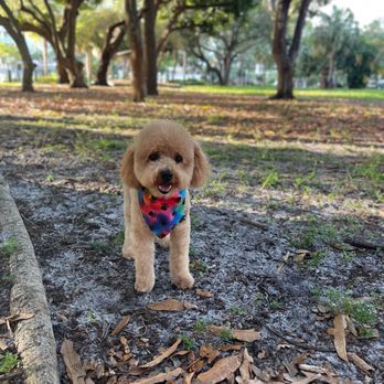 Java Cat & Dog Spa - At the park after his fresh cut - Pet Groomers Near Me - Fort Lauderdale, Florida