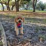 Photo of Java Cat & Dog Spa