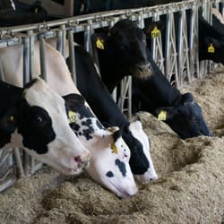 Hastings Dairy - Cows enjoying their food