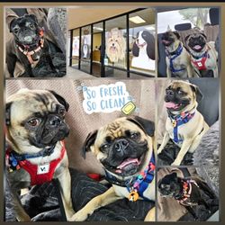 La Mirada Grooming Shop - Happy babies after their visit at the groomers.
