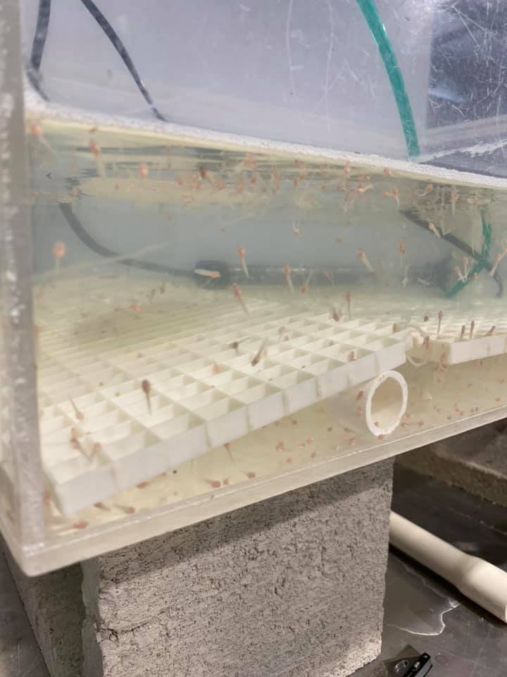 Slide of Ace Plumbing