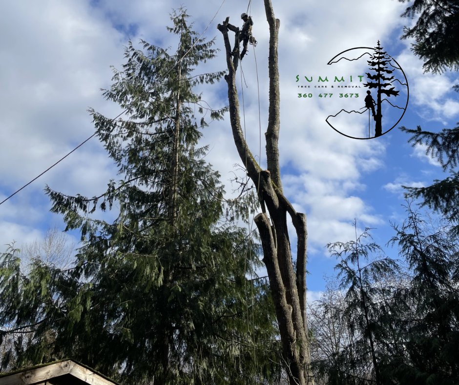 SUMMIT TREE CARE & REMOVAL - Updated February 2026 - Port Angeles ...