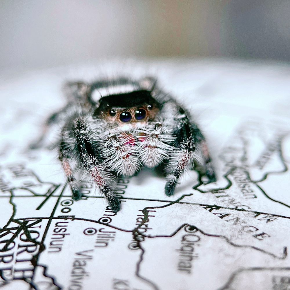 JUMPING SPIDERS BRITANNIA 17 Photos Gunville Down Rd, Blandford