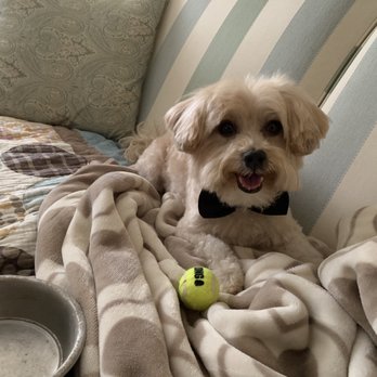 Happy Hound - Wolf - Pet Groomers Near Me - Oxnard, California