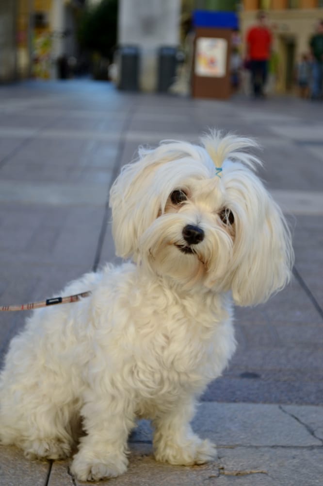 TAIL WAGGERS DOG WALKING Updated May 2024 West Los Angeles