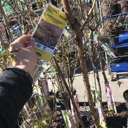 Lowe's Home Improvement