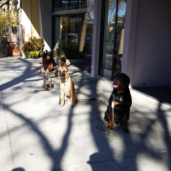 Cali K9 - Out and about in Willow Glen holding a long sit at distance. - Pet Training Near Me - San Jose, California