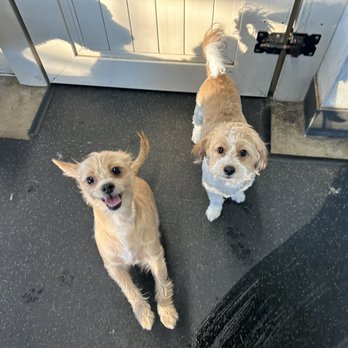PSS Pet Hotel - Upland - My dogs Aguachile and Canelo :) - Pet Boarding Near Me - Upland, California PSS Pet Hotel - Upland - My dogs Aguachile and Canelo :) - Pet Boarding Near Me - Upland, California