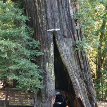 Shrine Drive Thru Tree - Landmarks & Historical Buildings Near Me - Meyers Flat, California Shrine Drive Thru Tree - Landmarks & Historical Buildings Near Me - Meyers Flat, California