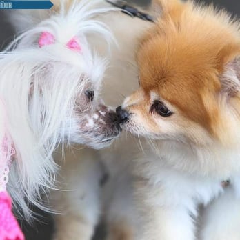 Beverly Hills Dog - Playdates are so much fun at Beverly Hills Dog - Pet Boarding Near Me - Sarasota, Florida Beverly Hills Dog - Playdates are so much fun at Beverly Hills Dog - Pet Boarding Near Me - Sarasota, Florida