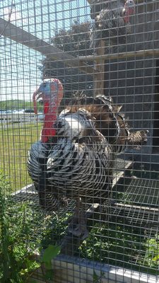 Shaker Heritage Society by null