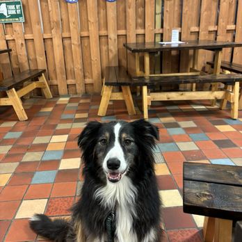 Willow Rock Brewing Company - My dog and the picnic tables inside they also have picnic tables outside - Breweries Near Me - Syracuse, New York Willow Rock Brewing Company - My dog and the picnic tables inside they also have picnic tables outside - Breweries Near Me - Syracuse, New York