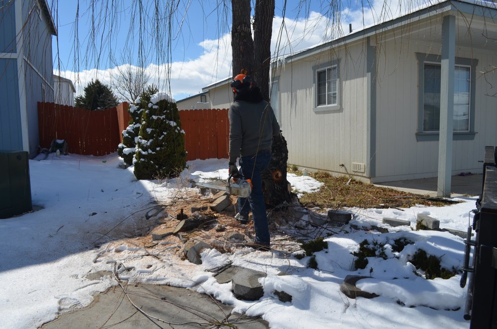Greater Nevada Tree Service - tree service in sparks, NV