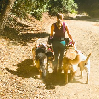 K9 Wild Adventures - Pet Training Near Me K9 Wild Adventures - Pet Training Near Me