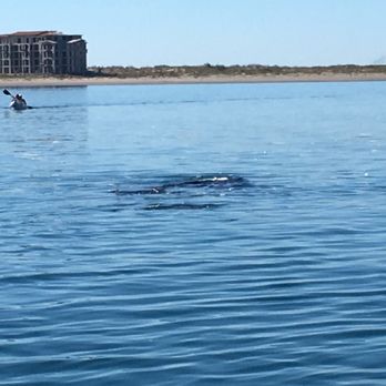 La Paz VIP Tours - Snorkeling Near Me - La Paz, BCS La Paz VIP Tours - Snorkeling Near Me - La Paz, BCS