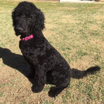 Groomingdale's Pet Parlor - After her haircut, NOT at all 1 inch in length - Pet Groomers Near Me - Lubbock, Texas Groomingdale's Pet Parlor - After her haircut, NOT at all 1 inch in length - Pet Groomers Near Me - Lubbock, Texas