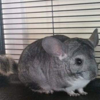 Petco - My chinchilla - Pet Stores Near Me - San Jose, California Petco - My chinchilla - Pet Stores Near Me - San Jose, California