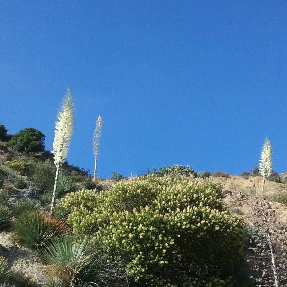 Angeles National Forest - Stand of yucca - Parks Near Me - Arcadia, California