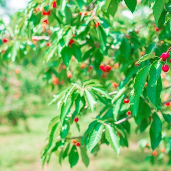 Ditzler Orchard - cherries growing on trees - Pick Your Own Farms Near Me - Rosedale, Indiana